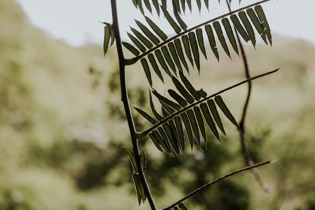 ślub hawaje, wedding hawaii, honolulu, oahu, wedding sesion manoa falls