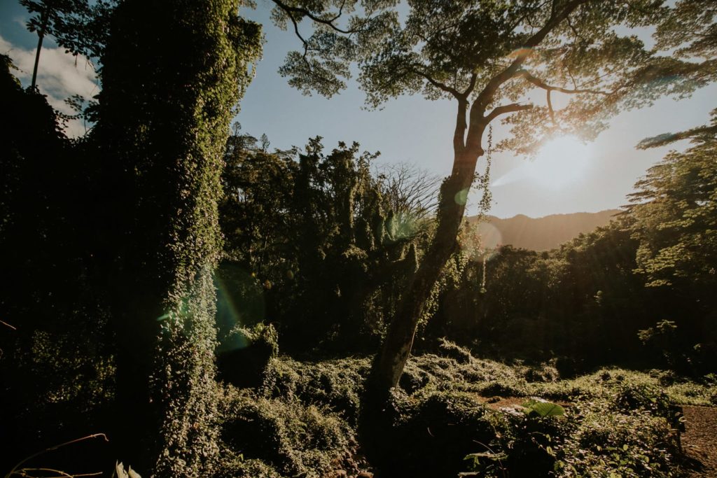 ślub hawaje, wedding hawaii, honolulu manoa falls, oahu, wedding sesion hawaii