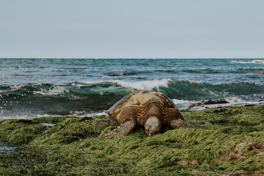 Turtle Beach hawaii oahu
