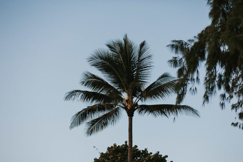 Ślub na Hawajach, Sesja ślubna na Hawajach, wedding sesion Hawaii, Hawaii wedding photographers, wedding sesion Hawaii