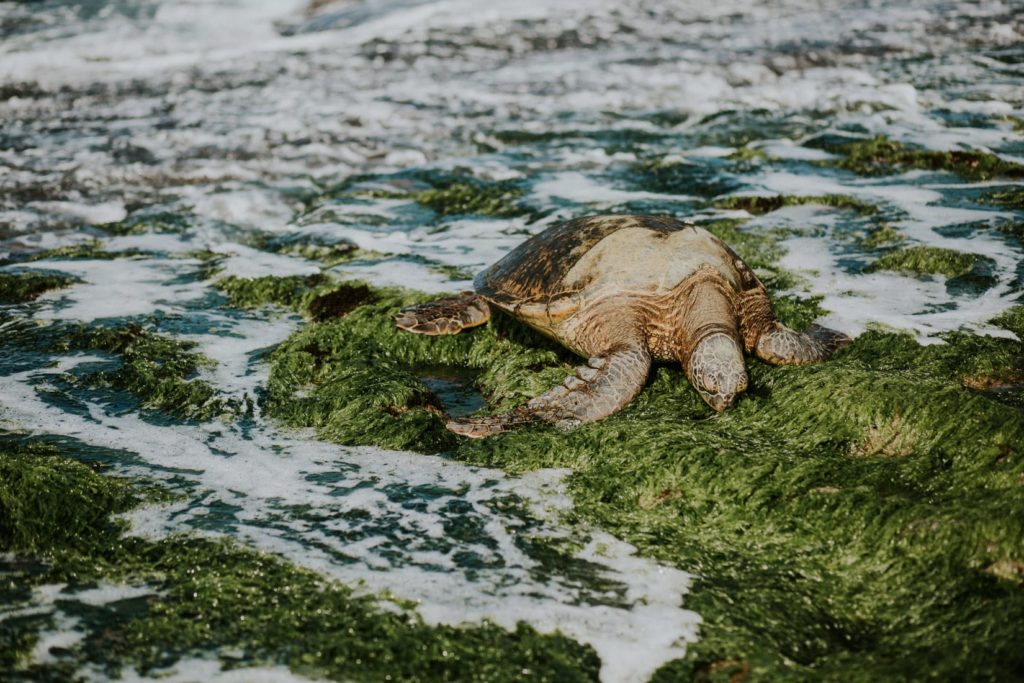 Sea Turtles in Oahu, Hawaii