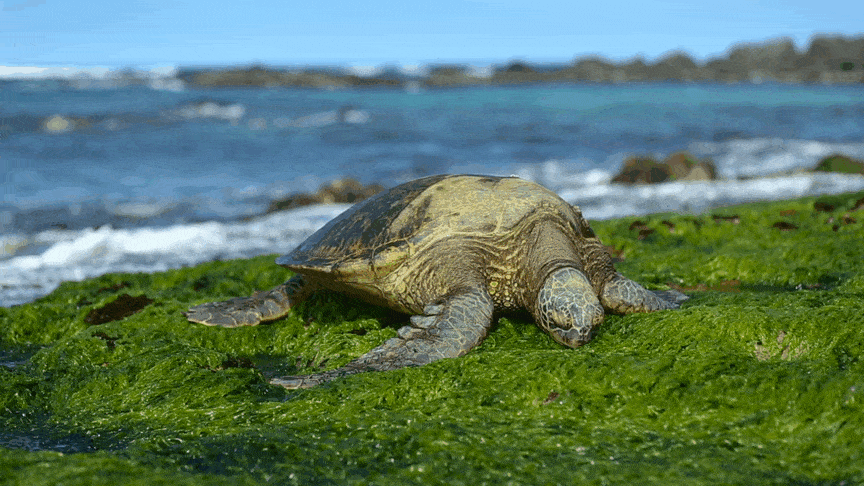 ślub hawaje, wedding hawaii Turtle Beach, honolulu, oahu, wedding sesion hawaii
