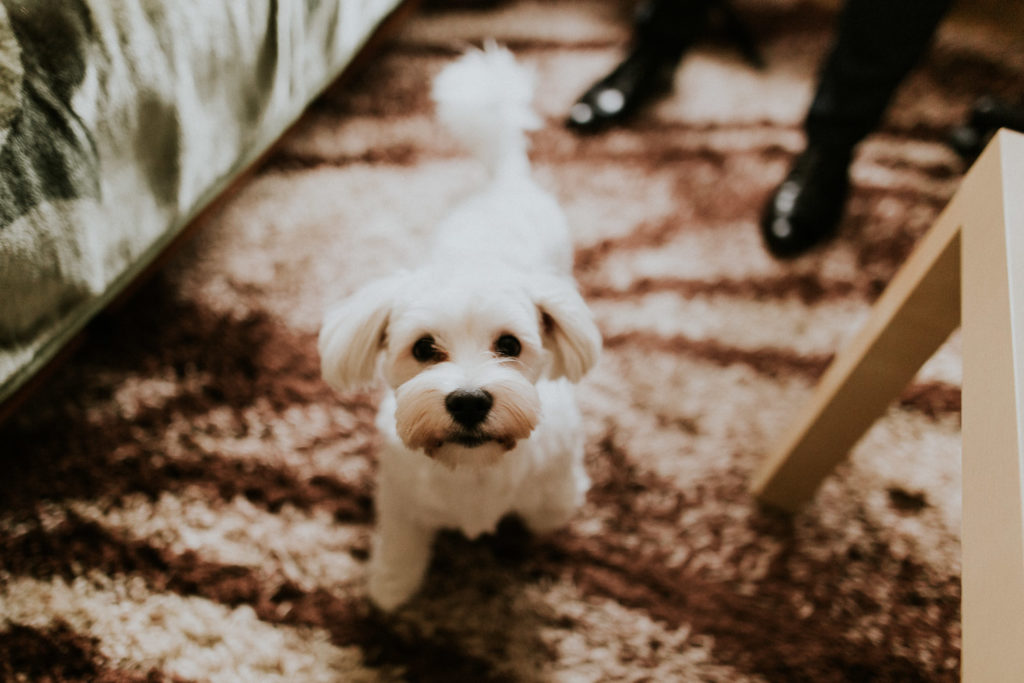 Fotografia ślubna Kraków, Wesele Hotel Dobczyce 