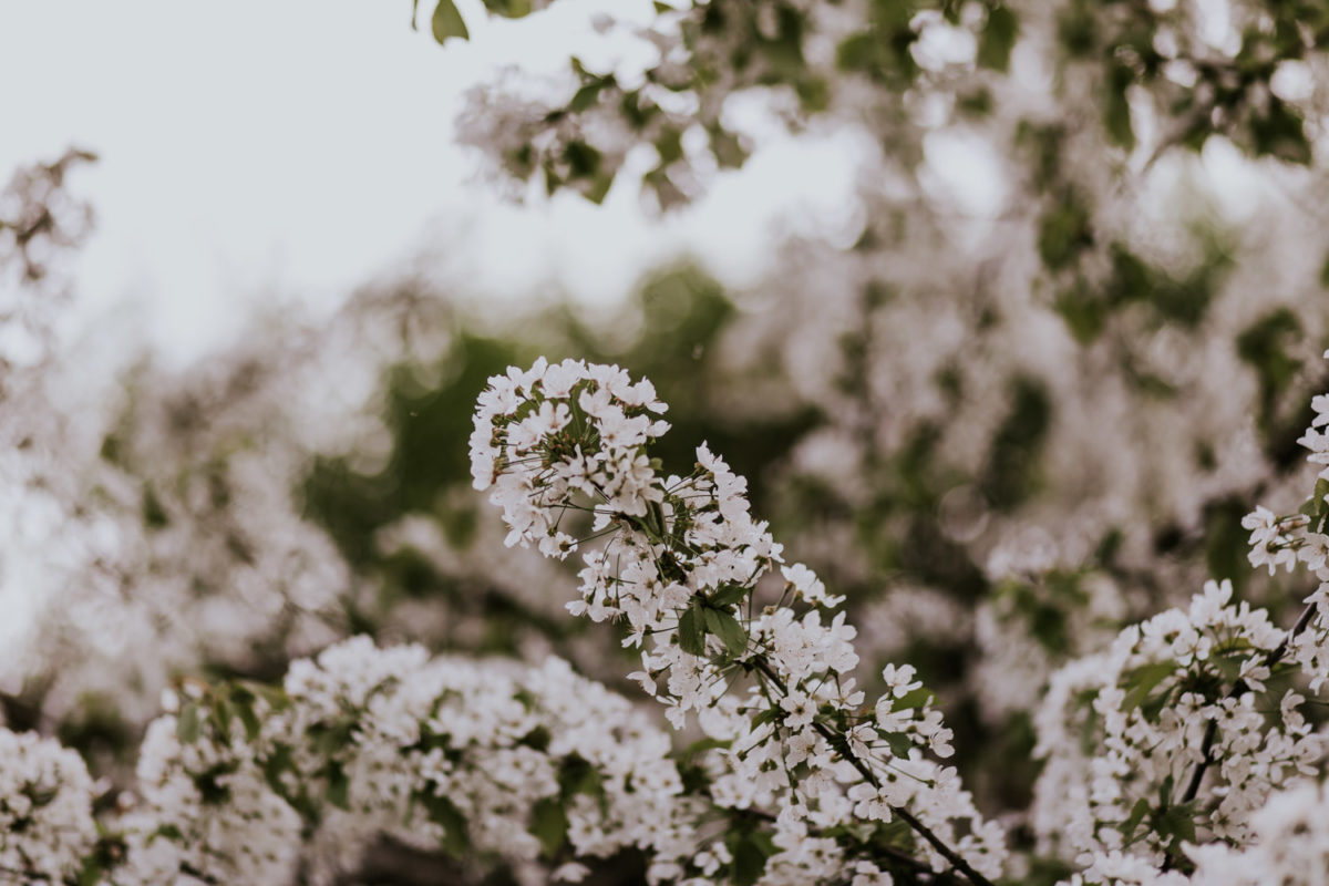 Ślub w Skalnym dworze, Ojców Skalny dwór