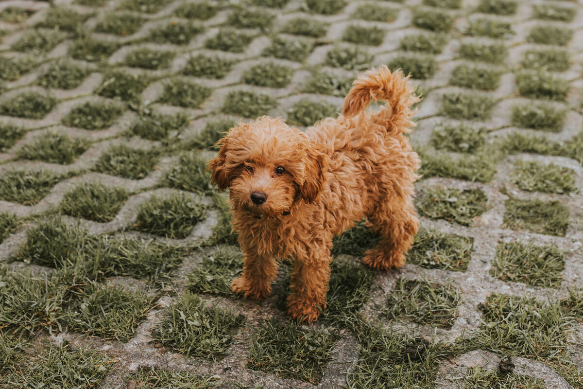 ślub w Rabce-Zdrój, first look w ogrodzie, kościół pw. św. Teresy od Dzieciątka Jezus